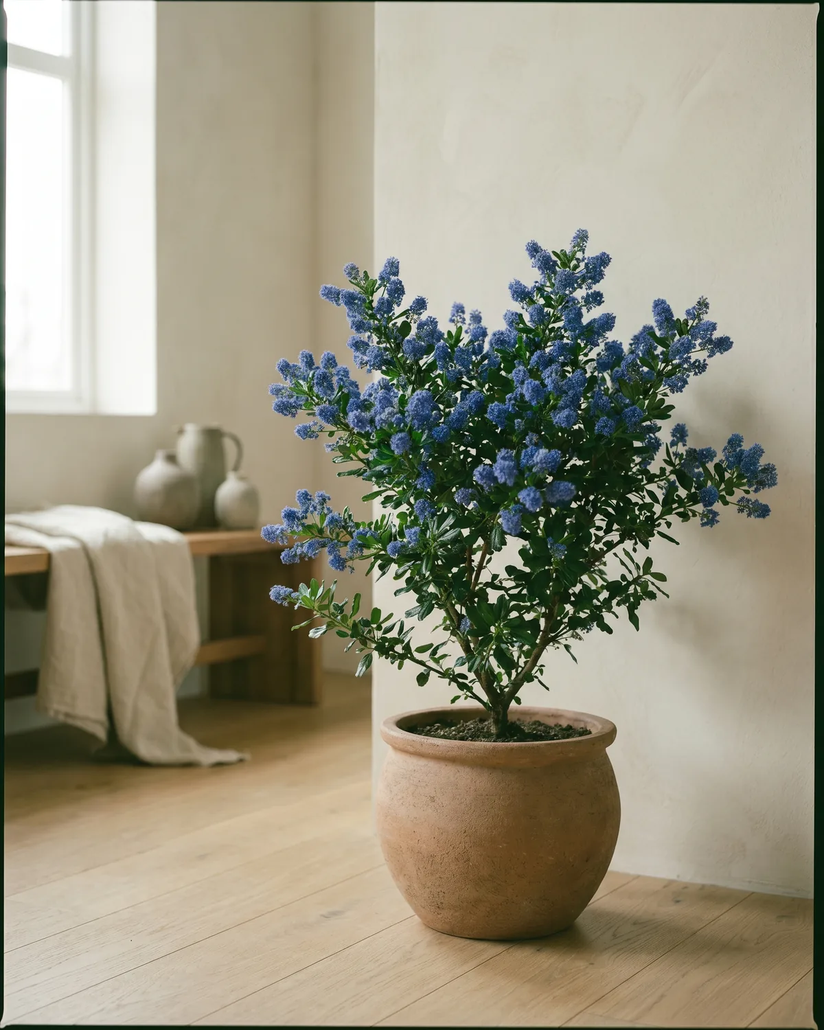 Säckelblume – Hauptbild