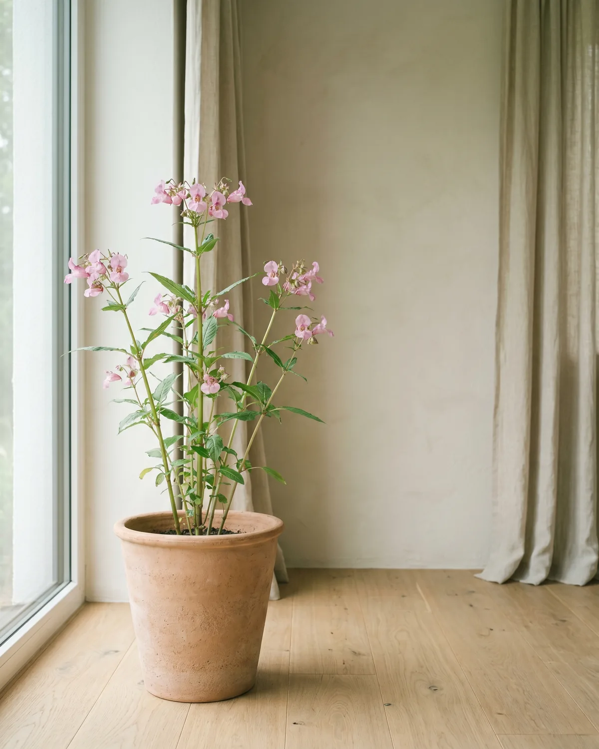 Indisches Springkraut – Hauptbild