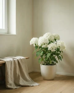 Schneeball-Hortensie – hero