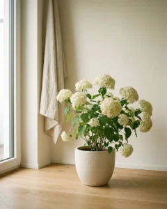 Schneeballhortensie – hero