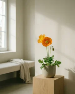 Islandmohn – hero