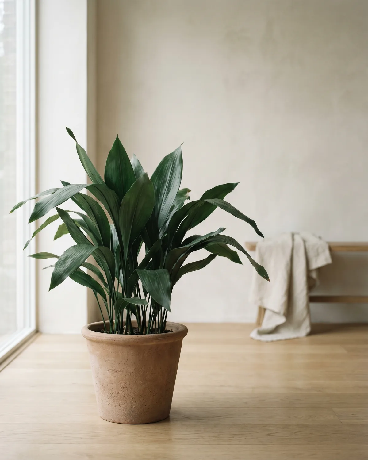 Schusterpalme – Hauptbild