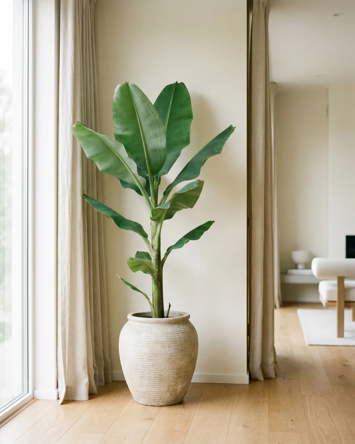 Japanische Banane – Hauptbild