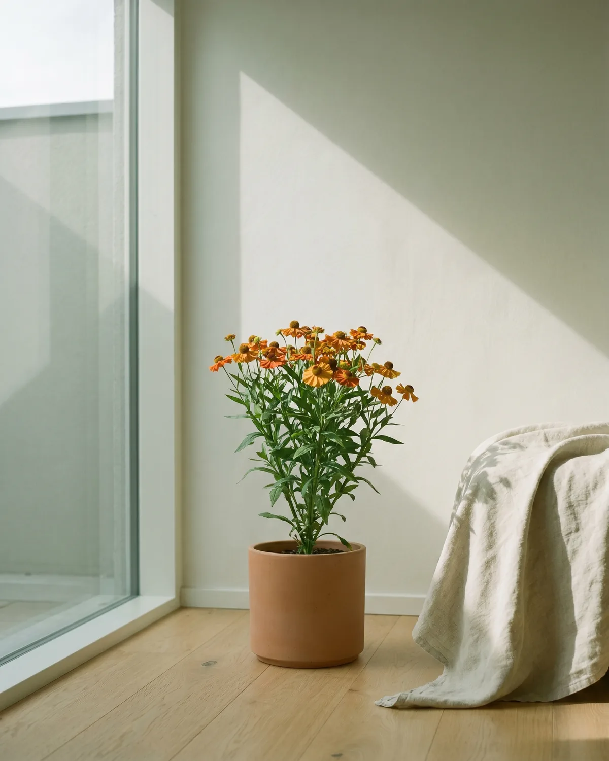 Sonnenbraut – Hauptbild