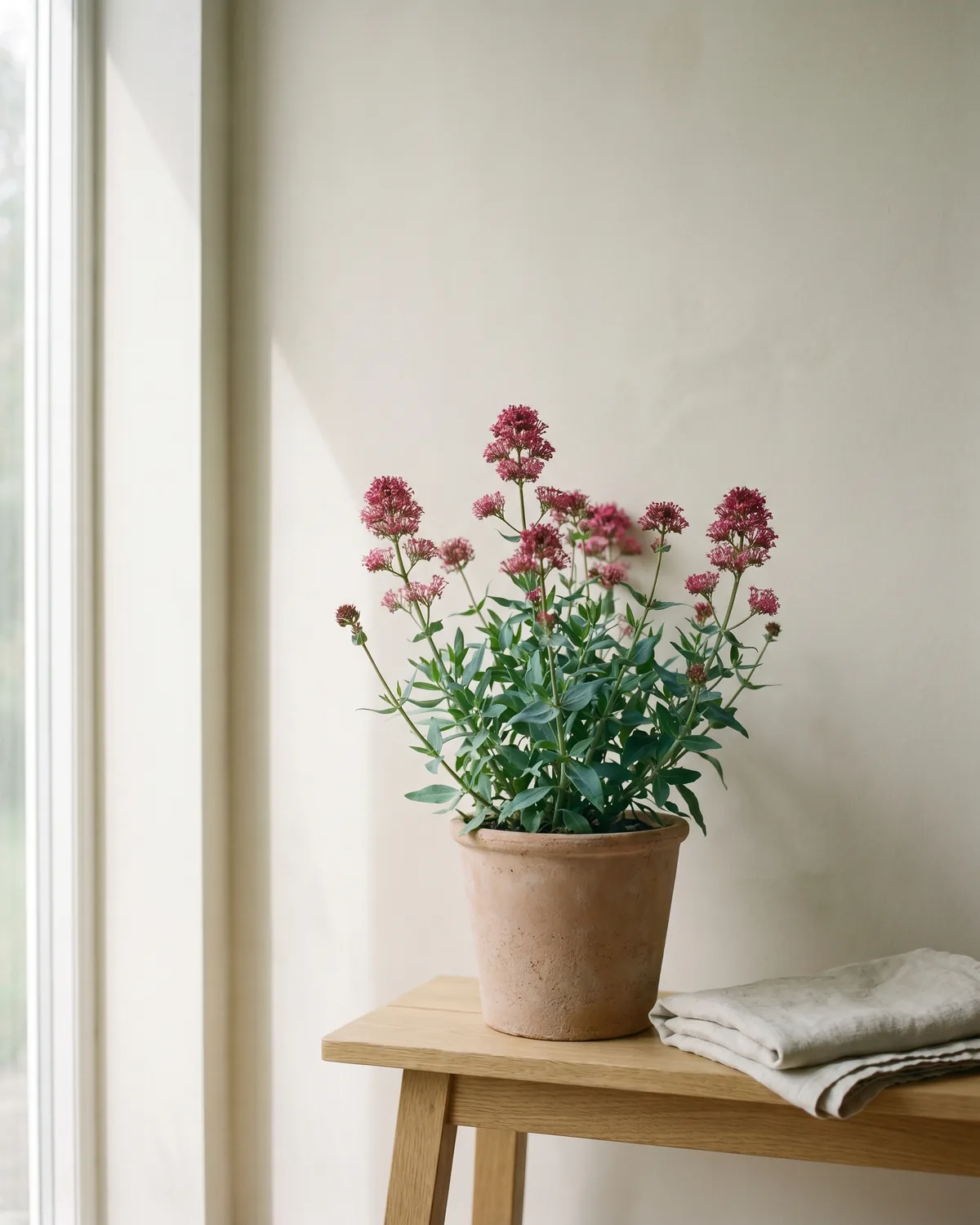 Spornblume – Hauptbild