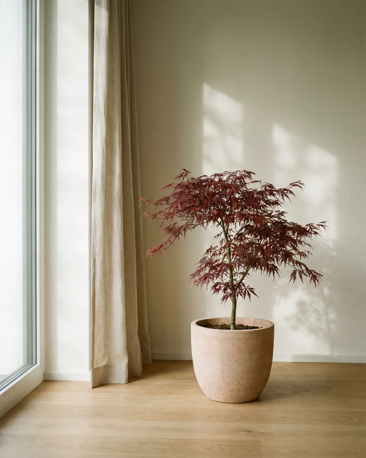 Japanischer Ahorn – Hauptbild