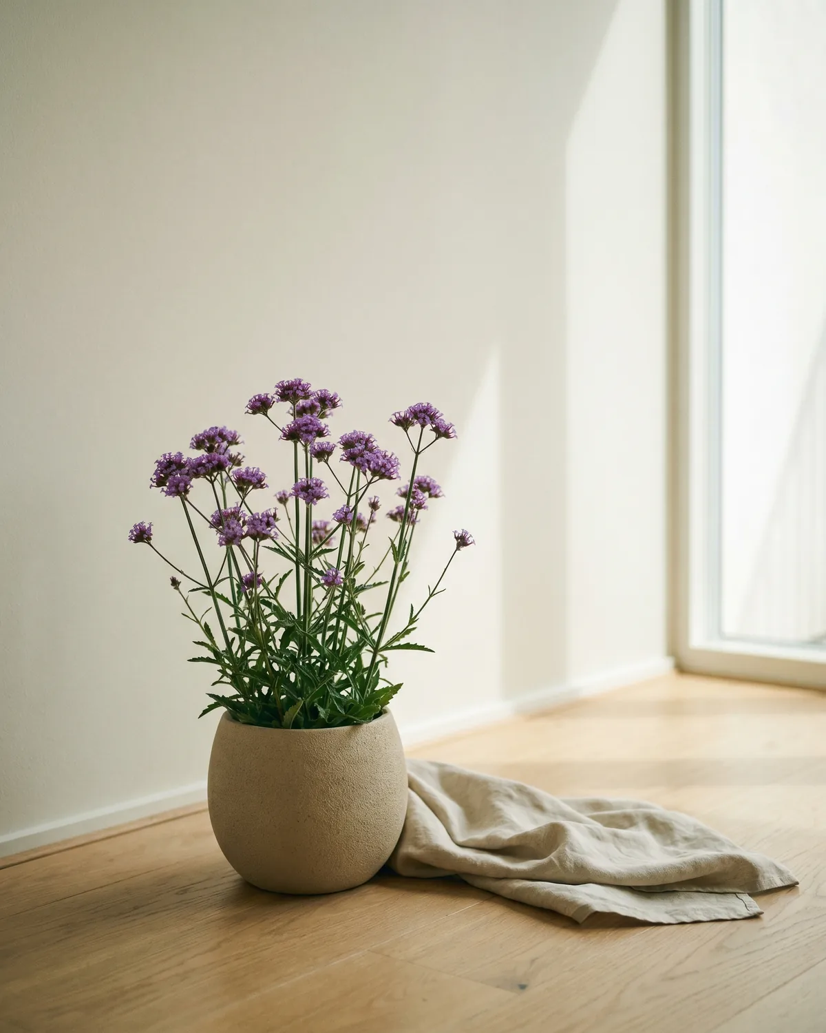 Steife Verbene – Hauptbild