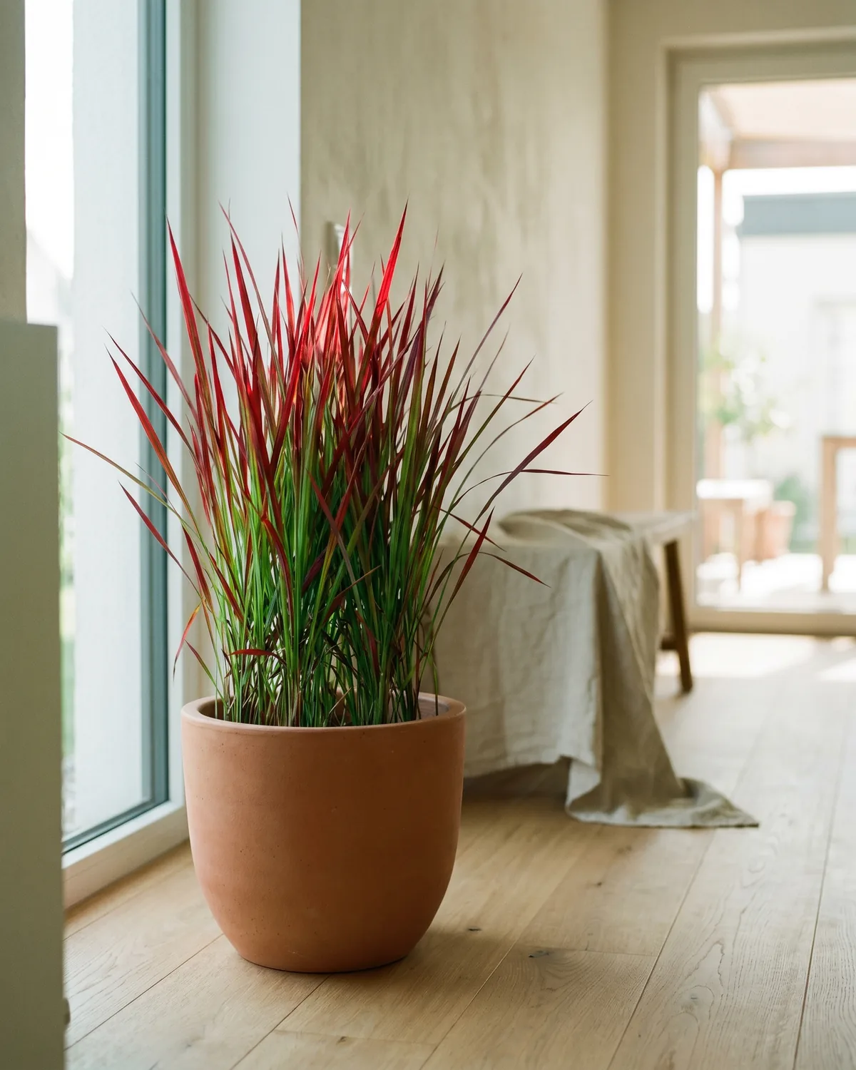 Japanisches Blutgras – Hauptbild