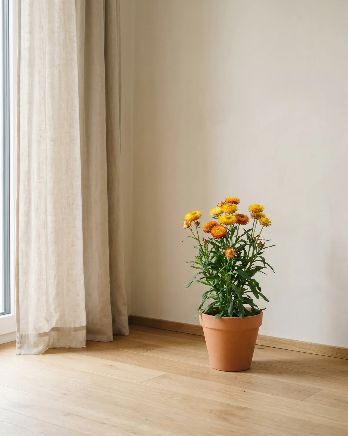 Strohblume – Hauptbild