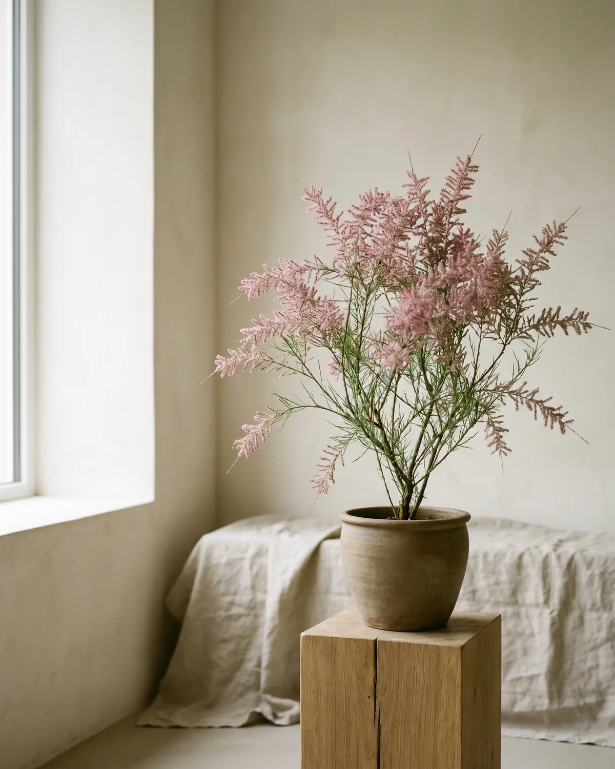 Tamariske – Hauptbild