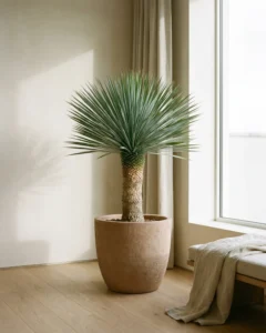 Kahnblatt-Yucca – hero