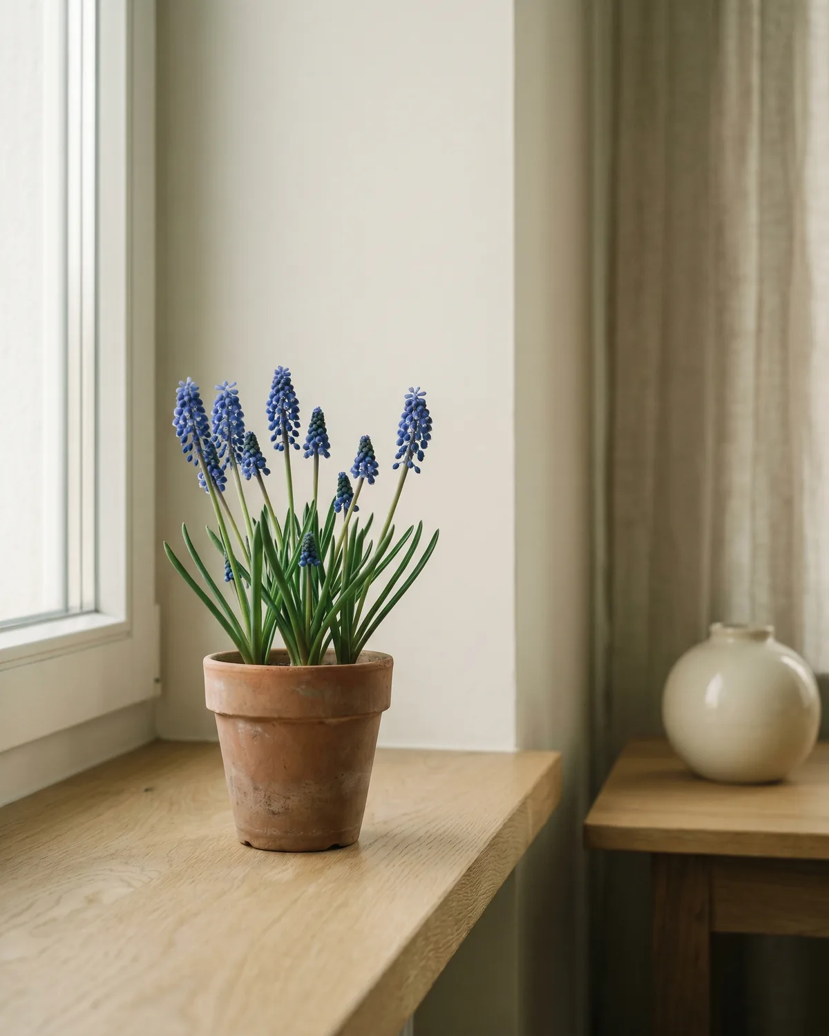 Traubenhyazinthe – Hauptbild