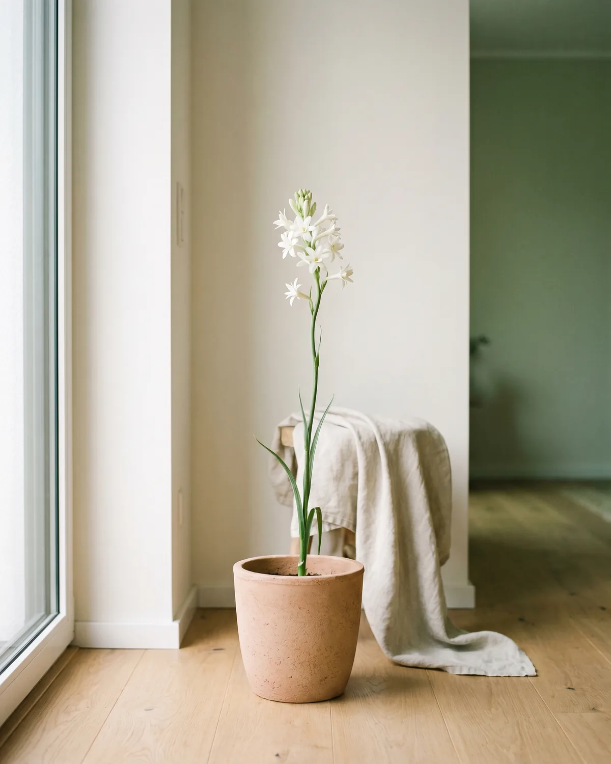 Tuberose – Hauptbild