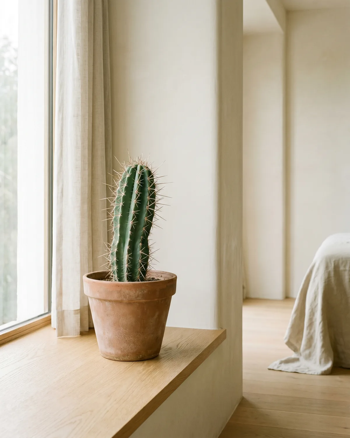 Kaktus – Hauptbild