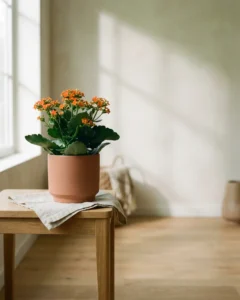 Kalanchoe – hero