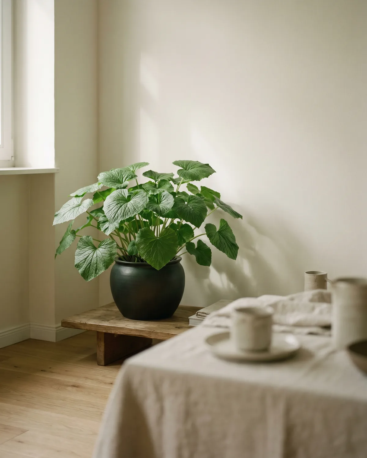 Wasabi – Hauptbild