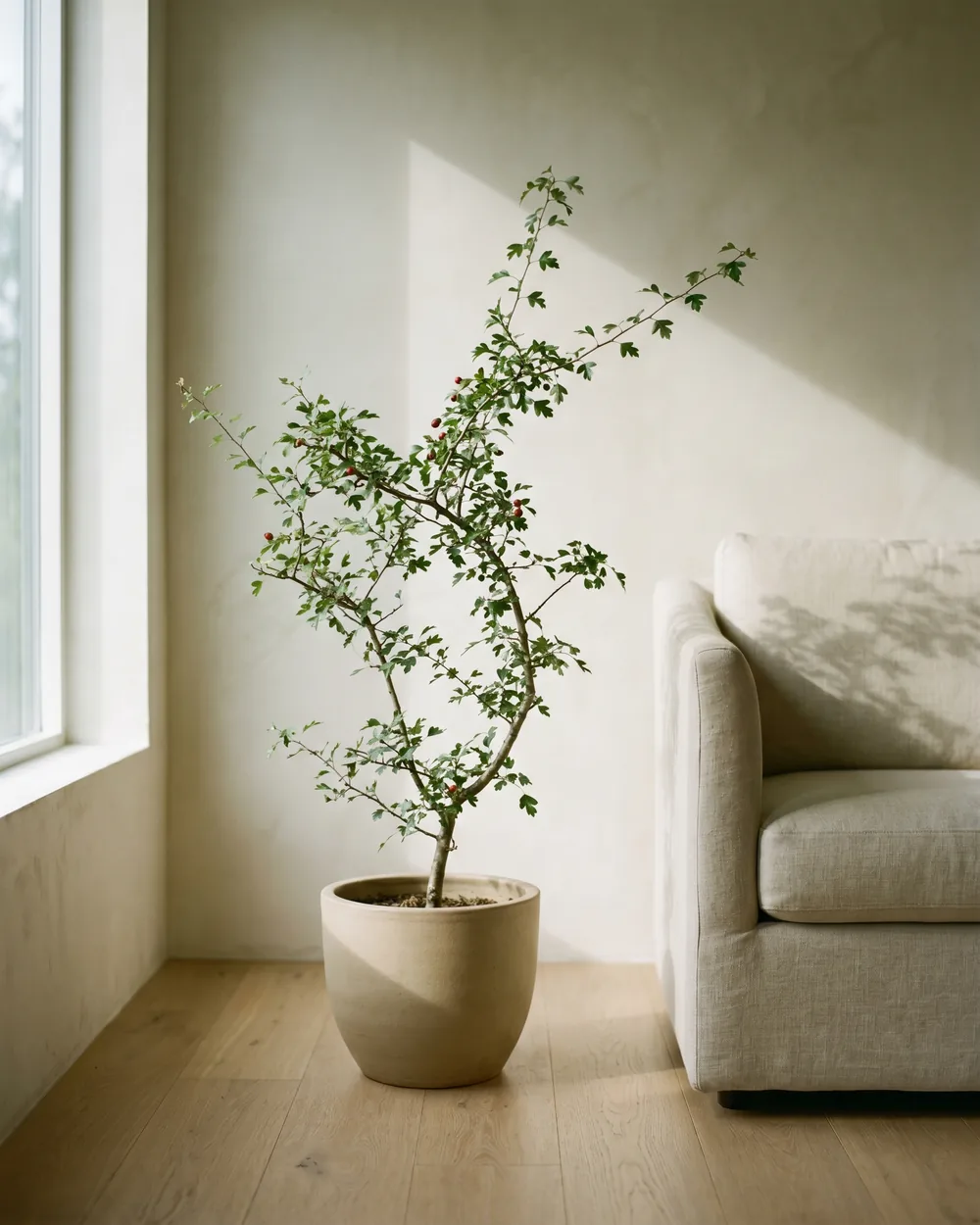 Weißdorn styliert im Wohnraum