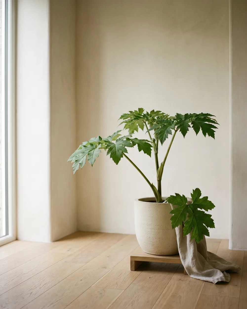 Wiesen-Bärenklau styliert im Wohnraum