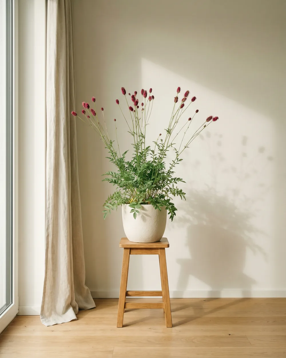 Wiesenknopf styliert im Wohnraum