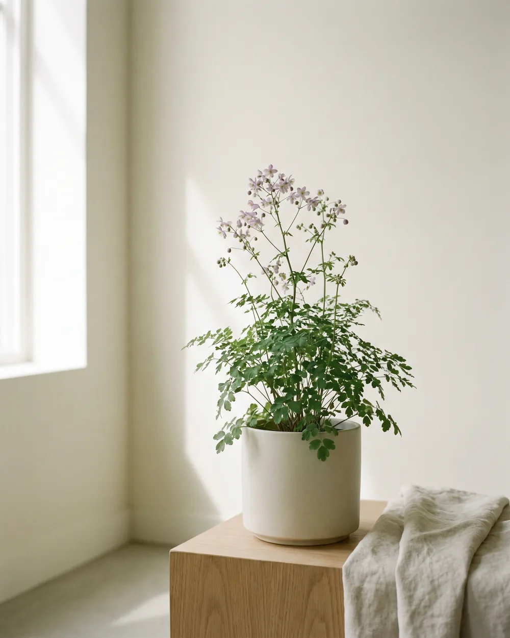 Wiesenraute styliert im Wohnraum