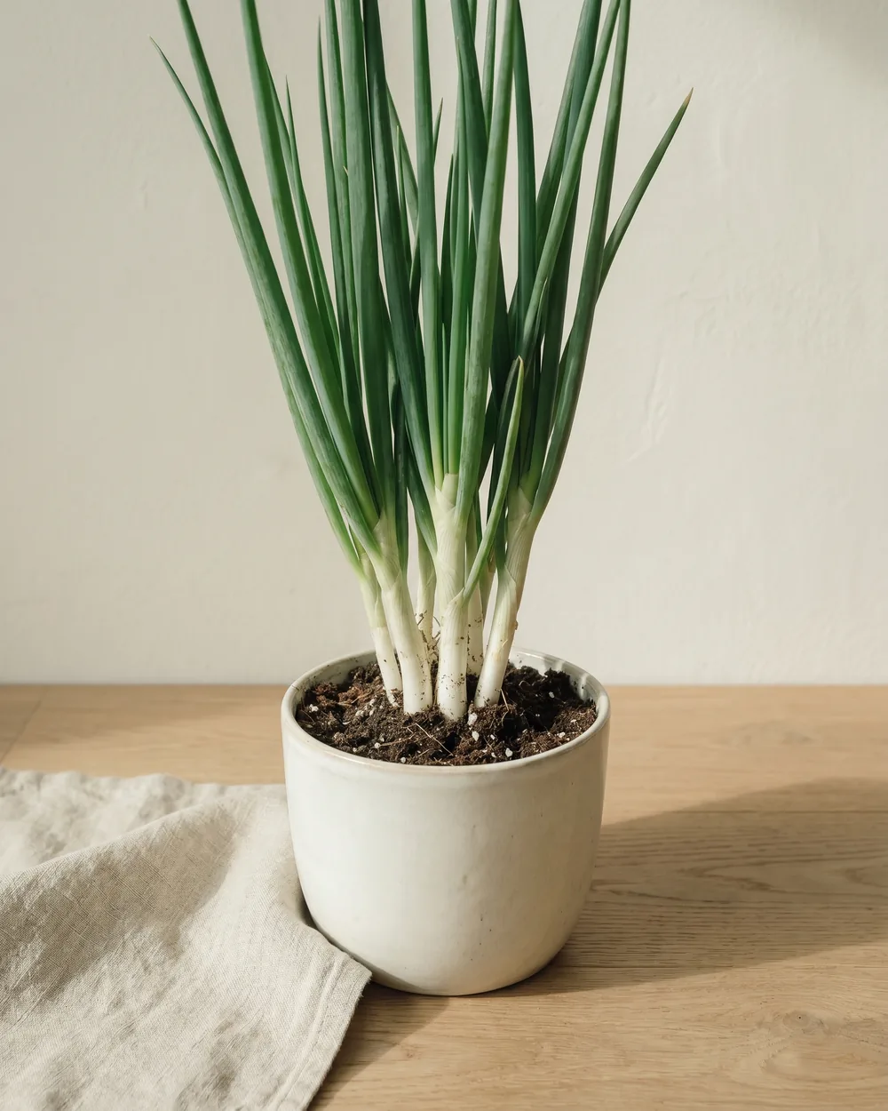 Winterheckenzwiebel styliert im Wohnraum