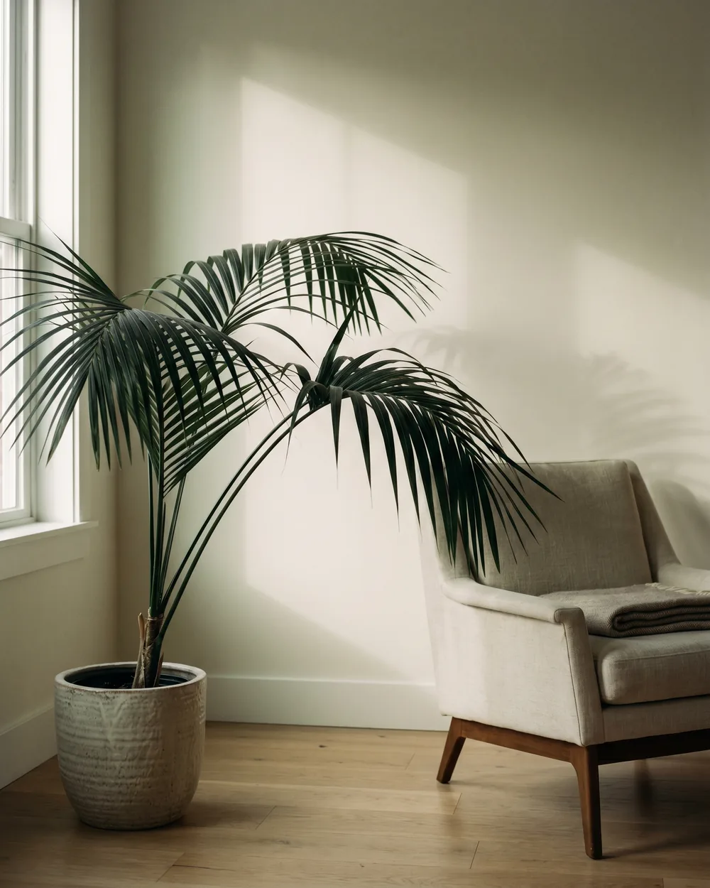 Kentiapalme styliert im Wohnraum