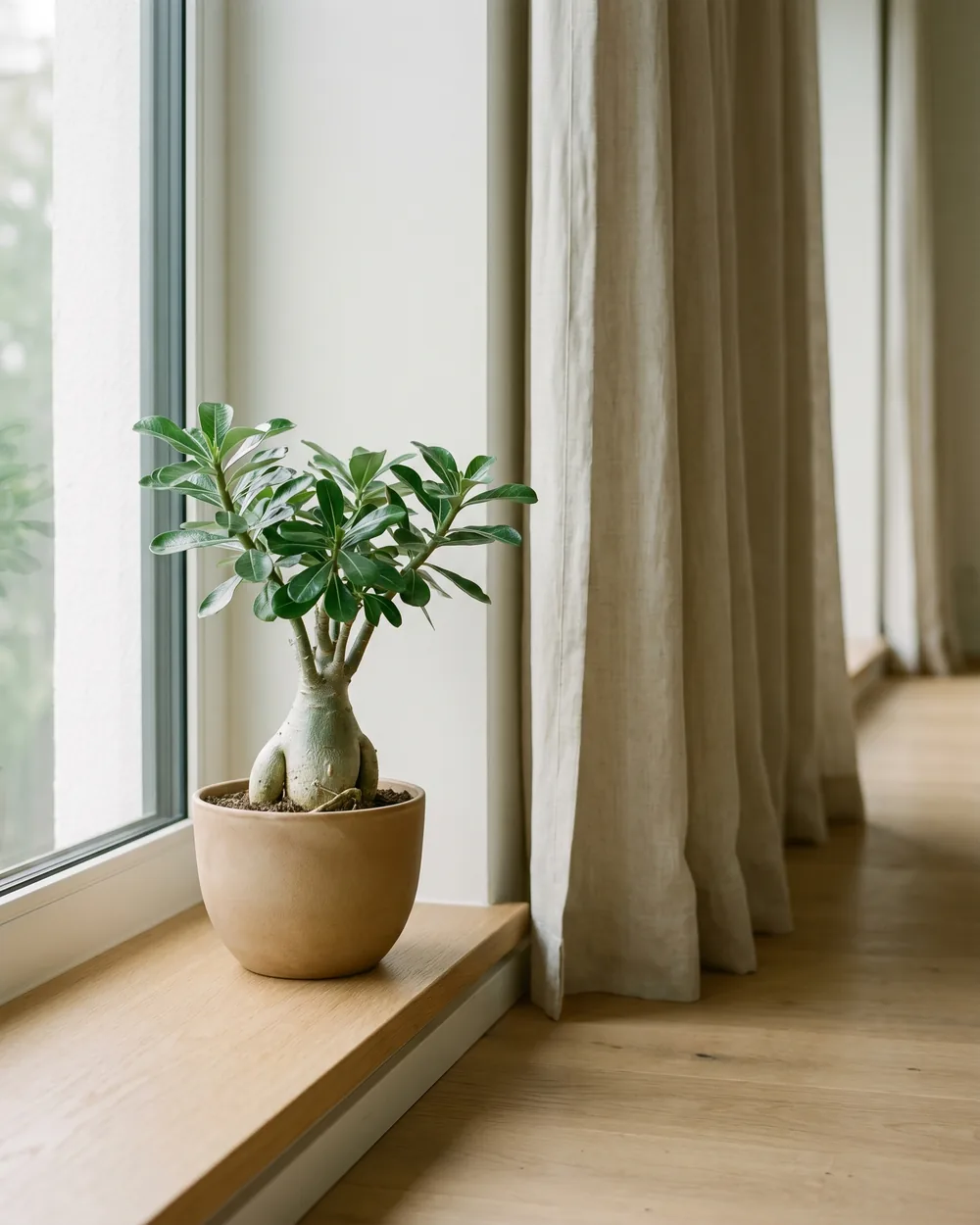 Wüstenrose styliert im Wohnraum
