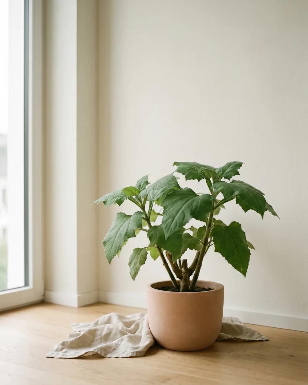 Yacon styliert im Wohnraum
