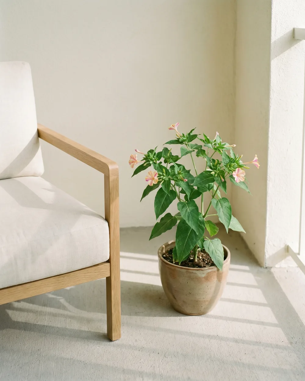 Zauberblume styliert im Wohnraum