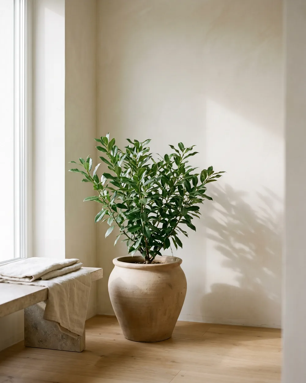 Kirschlorbeer styliert im Wohnraum