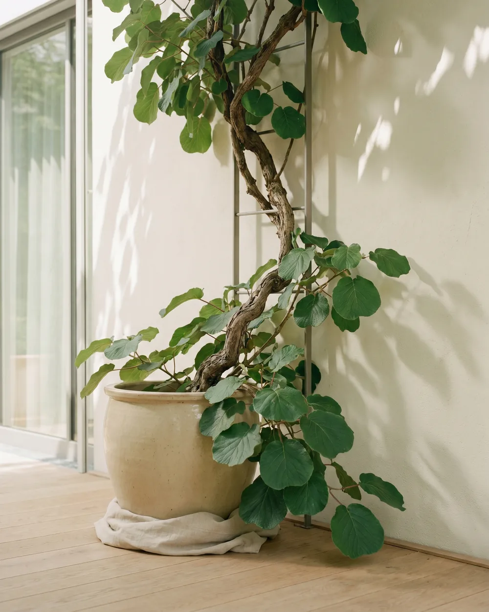Kiwi styliert im Wohnraum