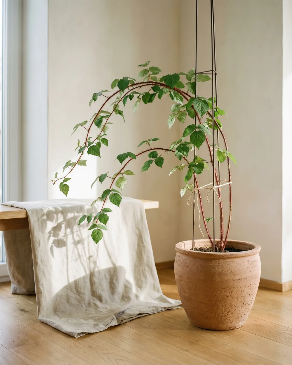 Japanische Weinbeere styliert im Wohnraum