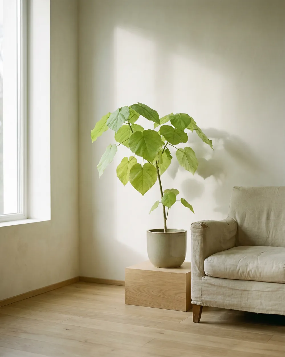 Zimmerlinde styliert im Wohnraum
