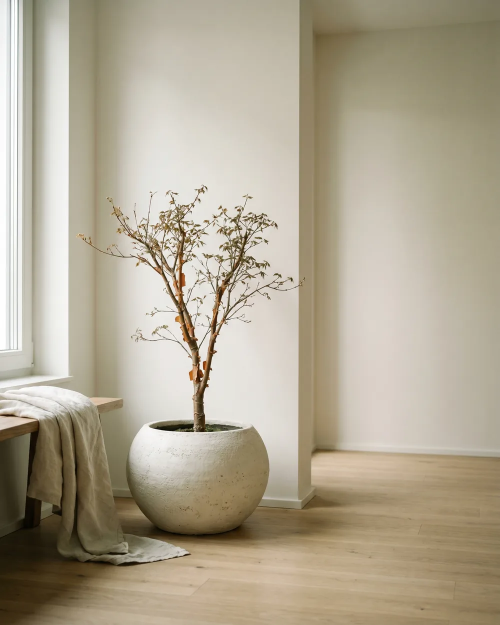 Zimt-Ahorn styliert im Wohnraum
