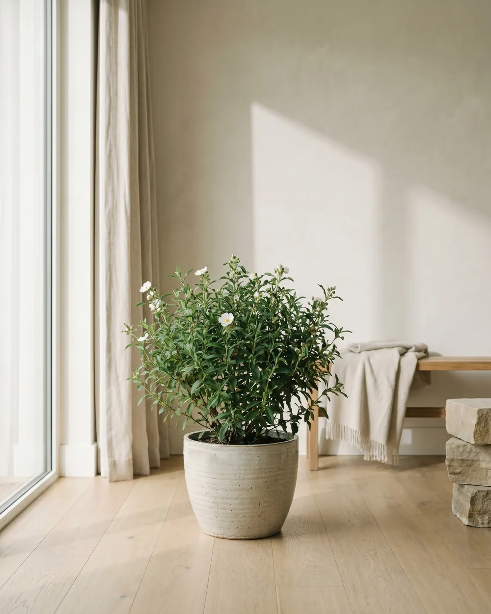Zistrose styliert im Wohnraum
