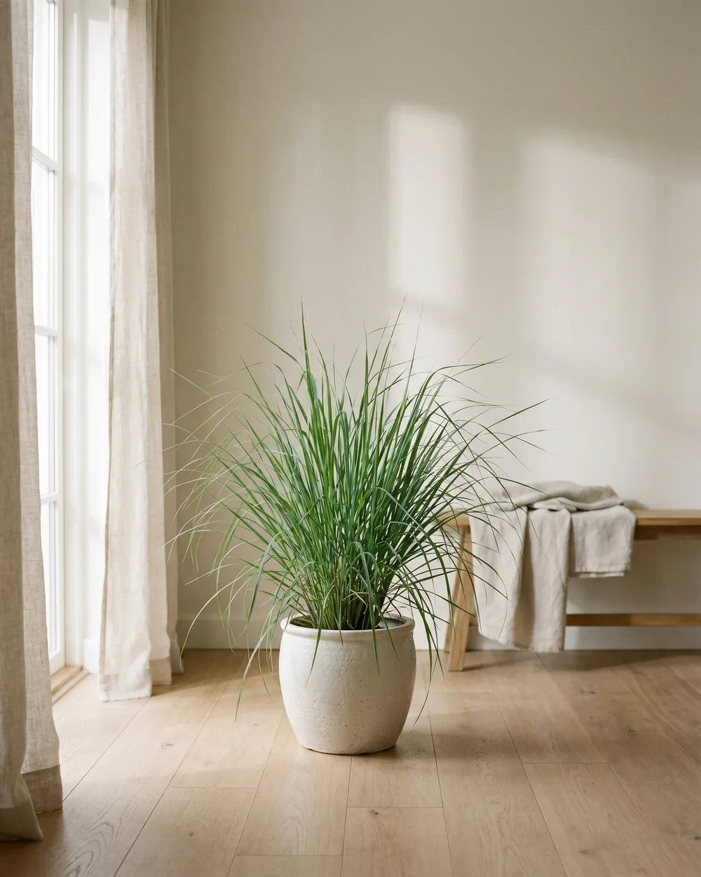 Zitronella styliert im Wohnraum
