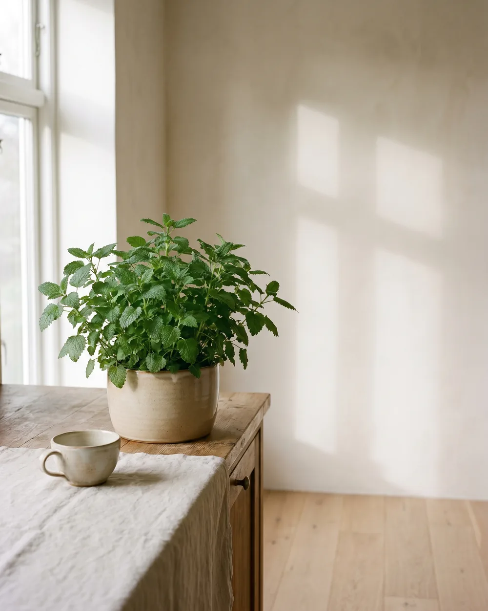 Zitronenmelisse styliert im Wohnraum