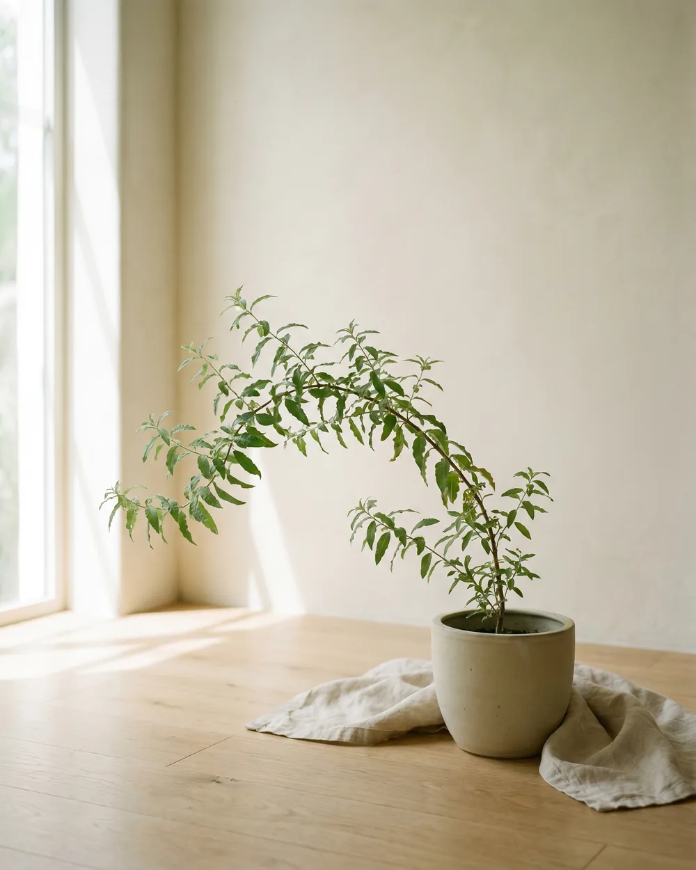 Zitronenverbene styliert im Wohnraum