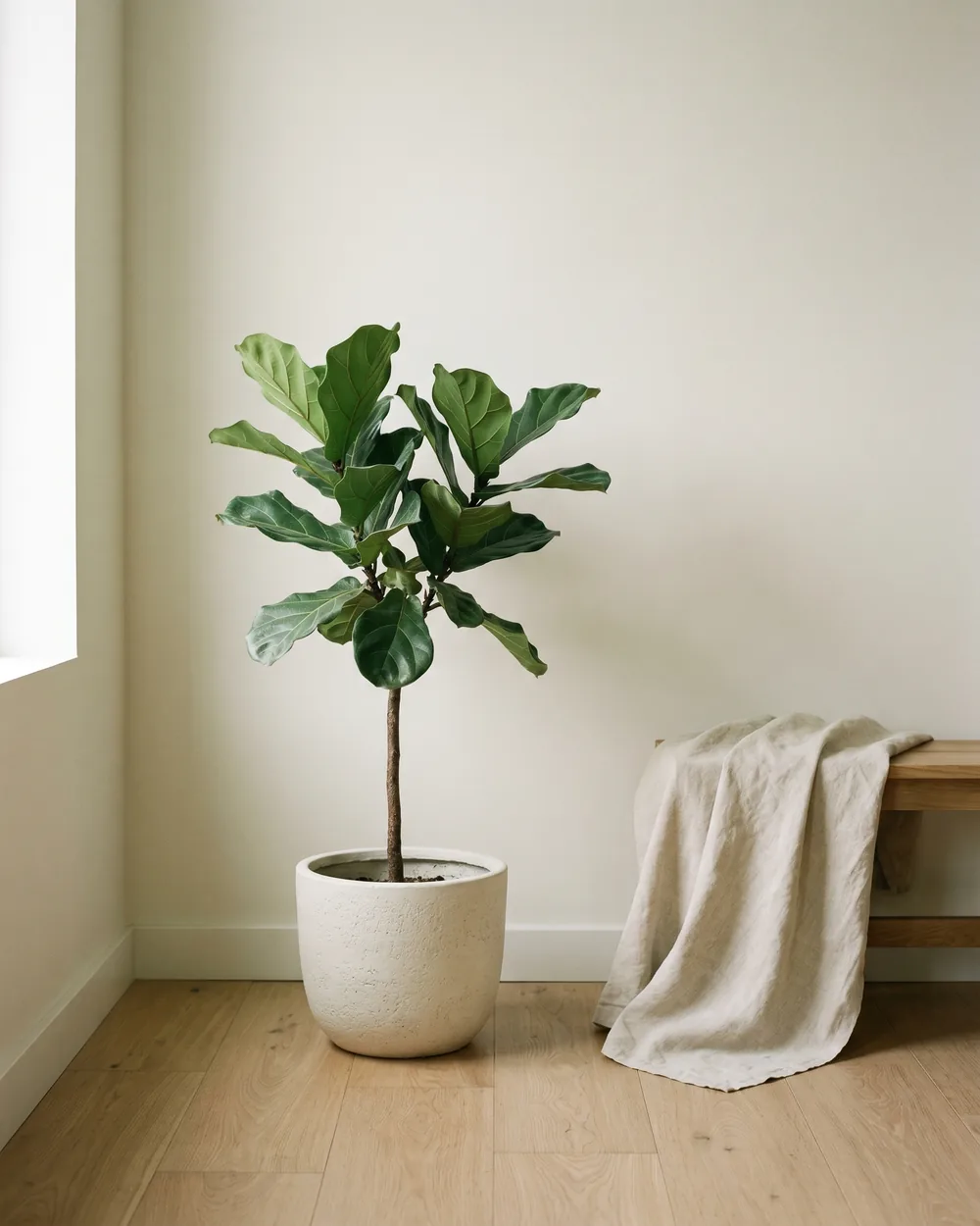 Kleines Immergrün styliert im Wohnraum
