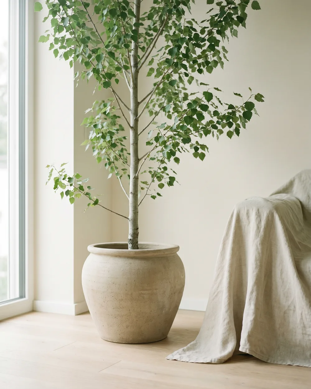 Zitterpappel styliert im Wohnraum