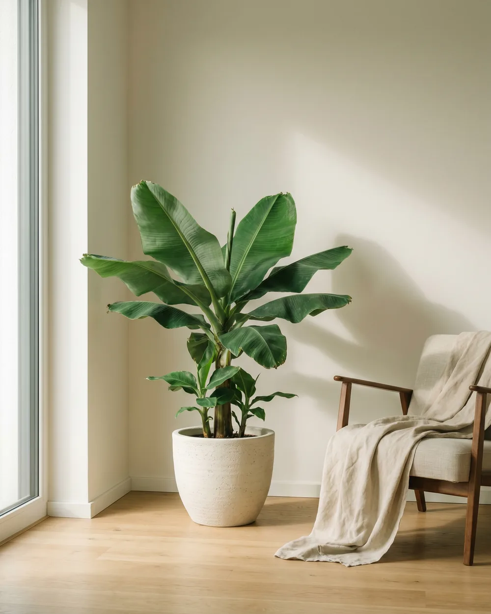 Zwerg-Bananenstaude styliert im Wohnraum