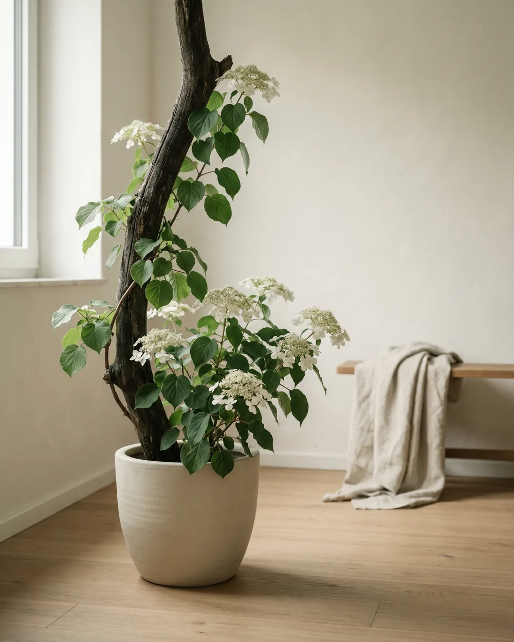 Kletterhortensie styliert im Wohnraum