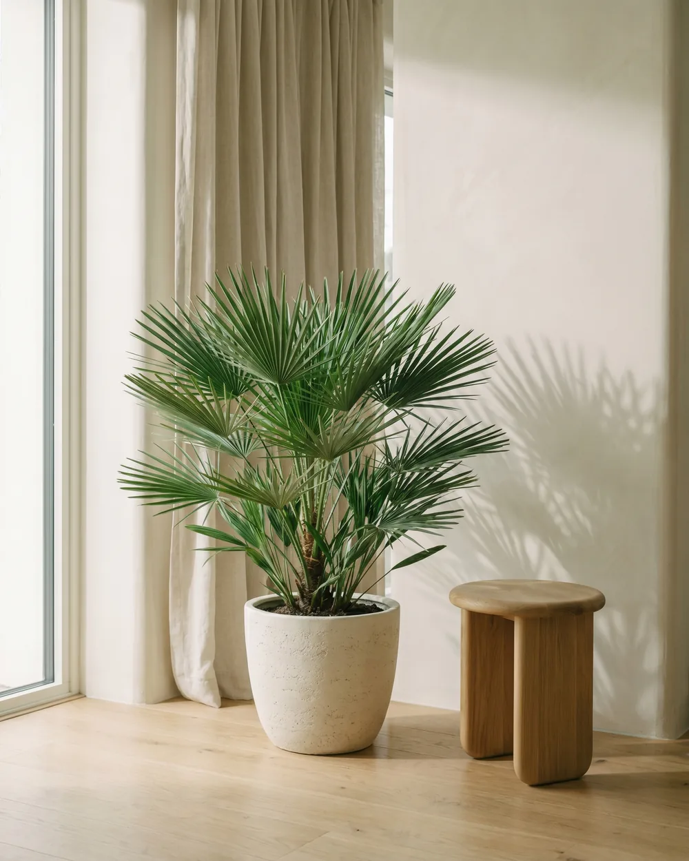 Zwergpalme styliert im Wohnraum