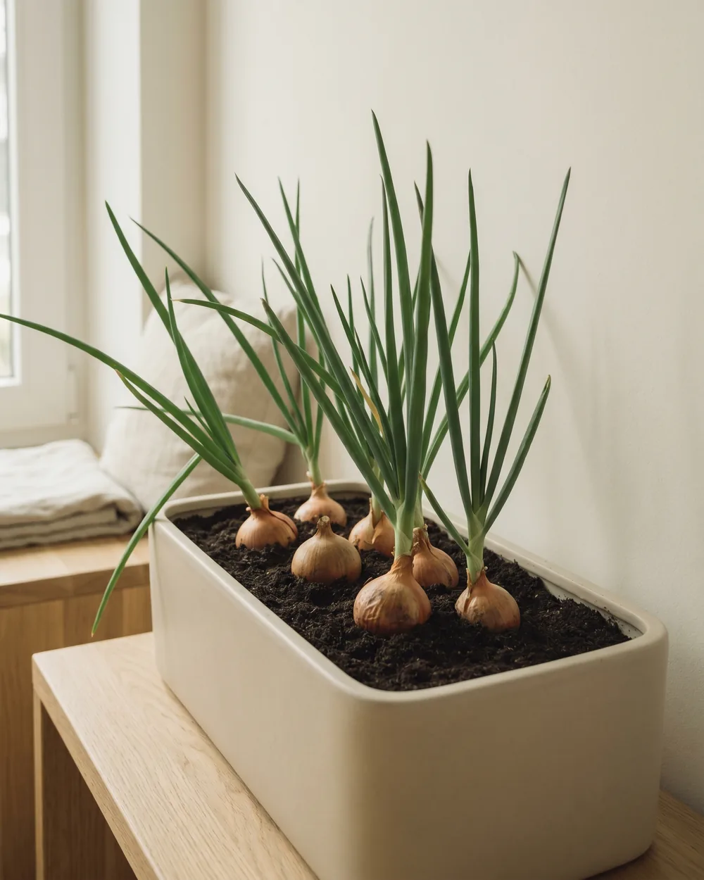 Zwiebel styliert im Wohnraum
