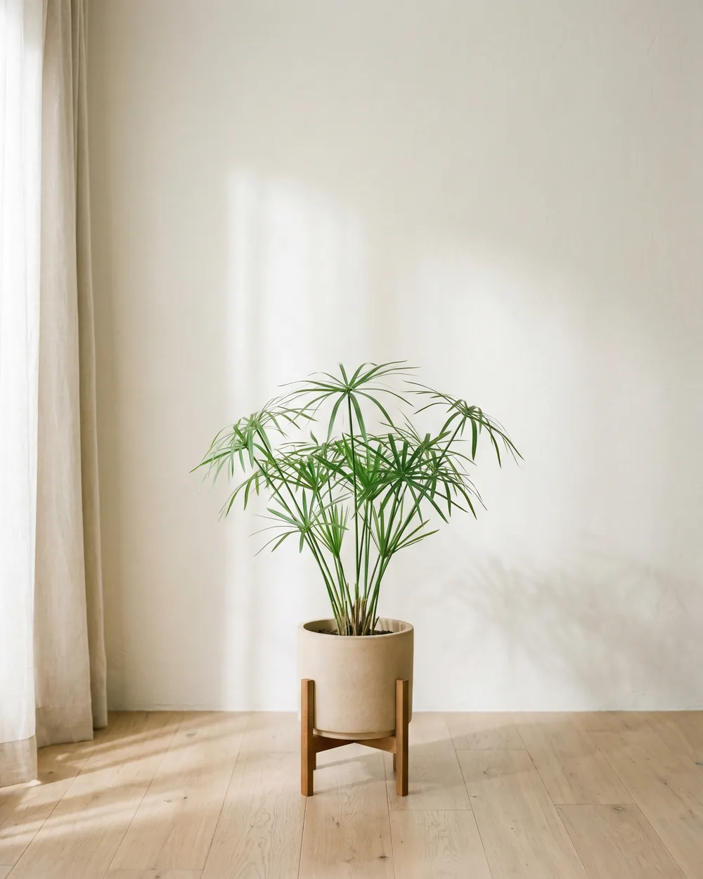 Zyperngras styliert im Wohnraum