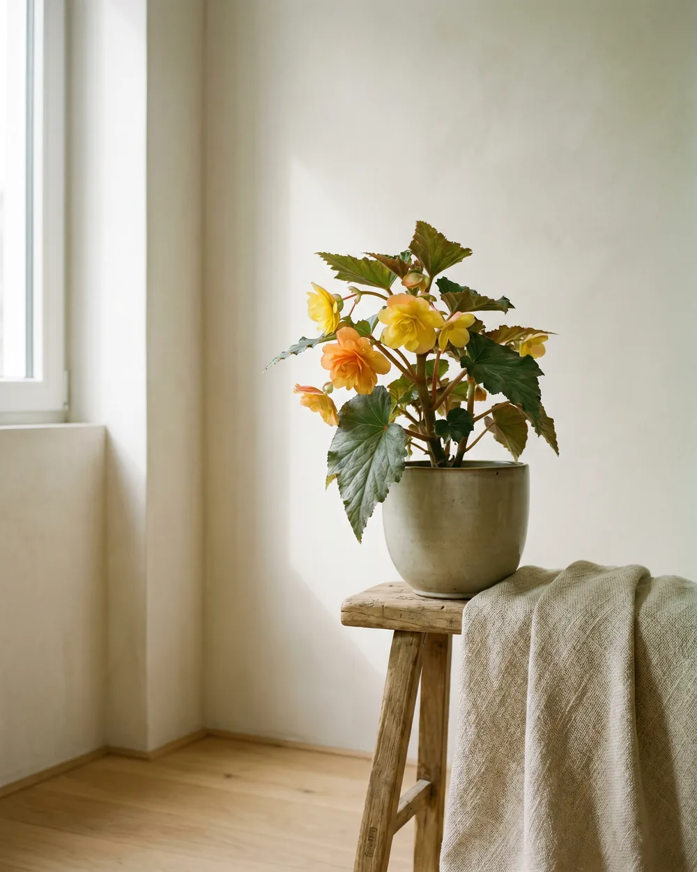 Knollen-Begonie styliert im Wohnraum