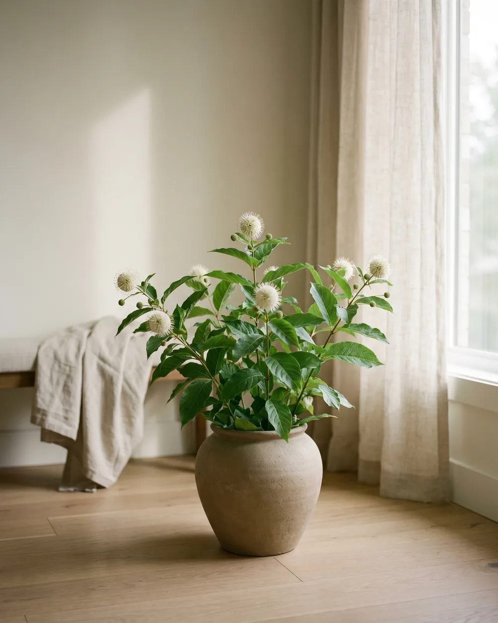 Knopfbusch styliert im Wohnraum
