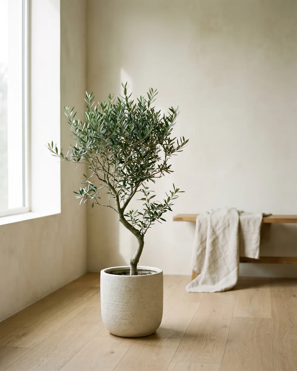 Kolkwitzie styliert im Wohnraum