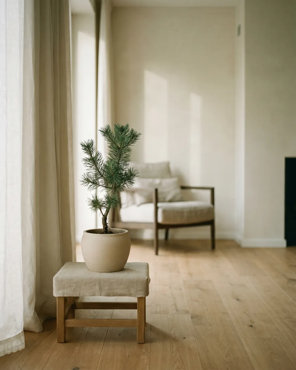 Konifere styliert im Wohnraum