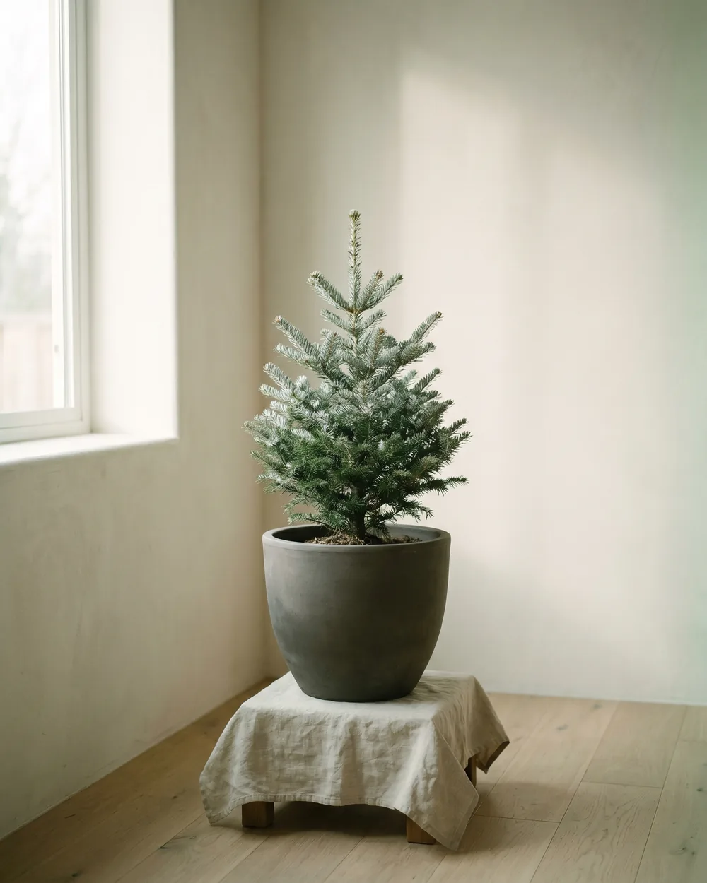 Koreatanne styliert im Wohnraum